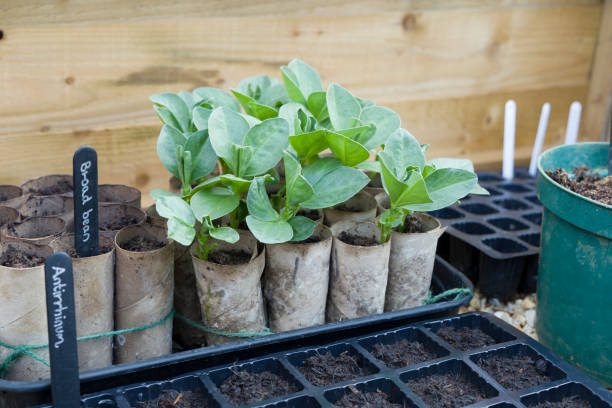 Broad Bean Seeds for Planting – Heirloom Non-GMO Garden Seeds