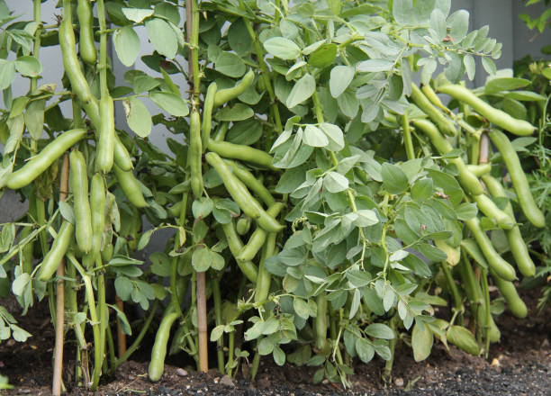 Broad Bean Seeds