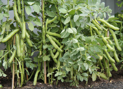 Broad Bean Seeds