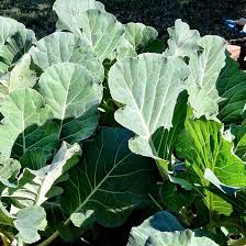 Broad Green Georgia Collard Leaves Ready for Harvest