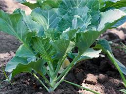 Fresh Collard Greens Harvested from Home Garden