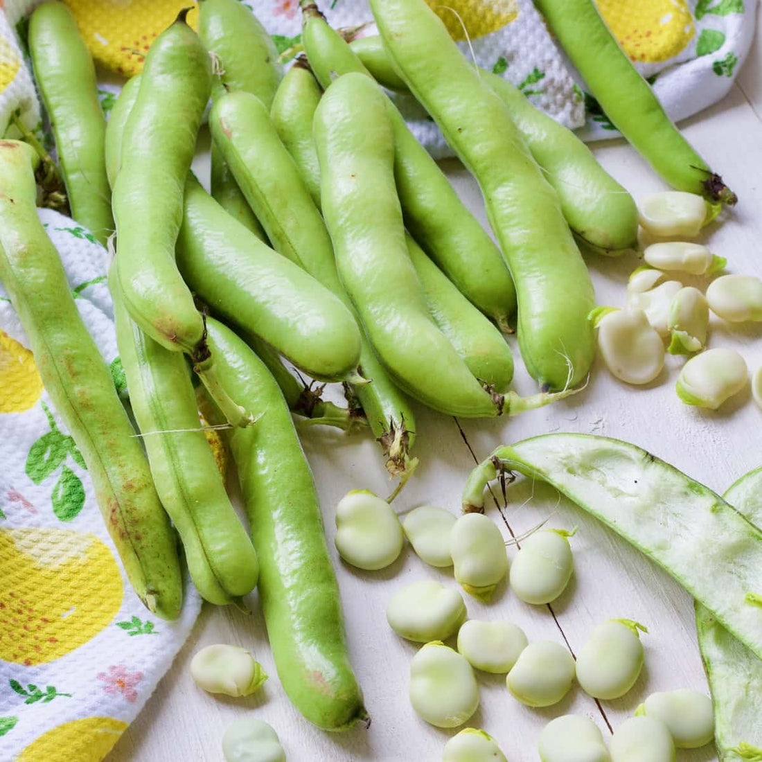 Broad Tripoli Bean Seeds