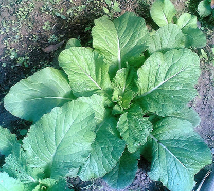 Fresh Florida Broadleaf Mustard Greens Harvest