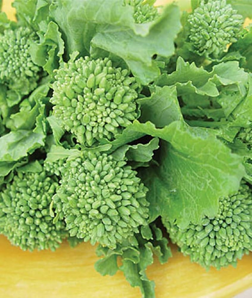 Broccoli raab rapini vegetable plants with lush green leaves, tender edible stems, and small yellow flower buds growing in a home vegetable garden.