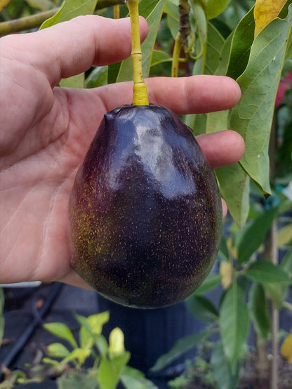 Brogden avocado fruit seeds for planting, showing fresh avocado seeds and the potential to grow an avocado tree in a home garden.