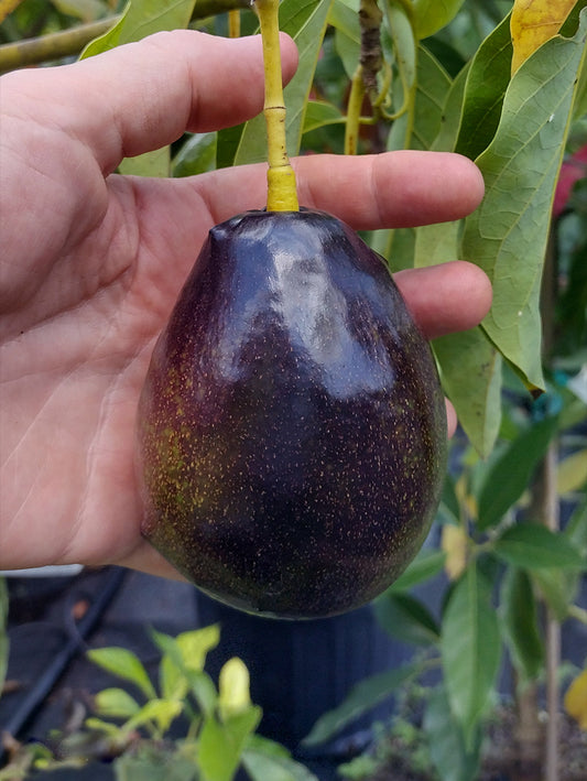 Brogden avocado fruit seeds for planting, showing fresh avocado seeds and the potential to grow an avocado tree in a home garden.