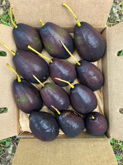 Brogden avocado fruit seeds for planting, showing fresh avocado seeds and the potential to grow an avocado tree in a home garden.