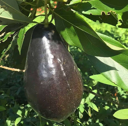 Brogden avocado fruit seeds for planting, showing fresh avocado seeds and the potential to grow an avocado tree in a home garden.