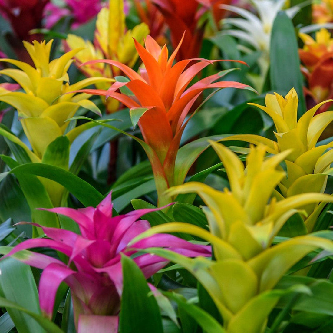 Bromeliad flower seeds