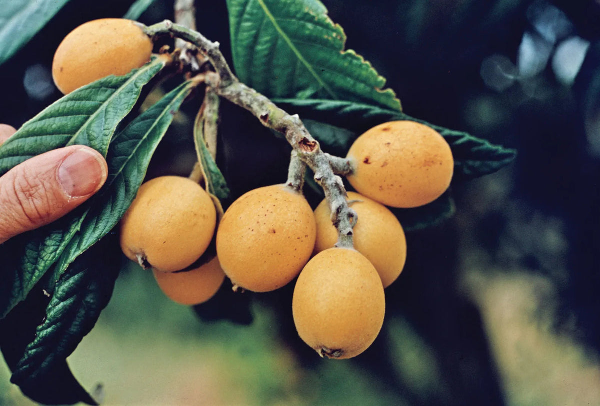 Bronze loquat fruit seeds for planting and growing an evergreen loquat tree with attractive foliage and edible fruit.