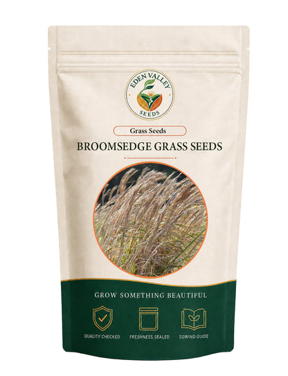 Broomsedge Grass Seeds for Planting with tall, fine-textured grass blades