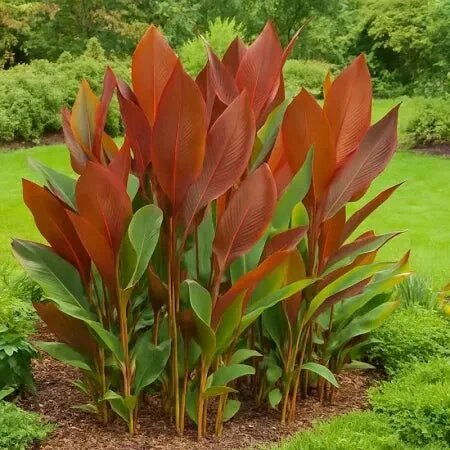 Brown Calathea Lutea plant with large green leaves and reddish-brown flower bracts