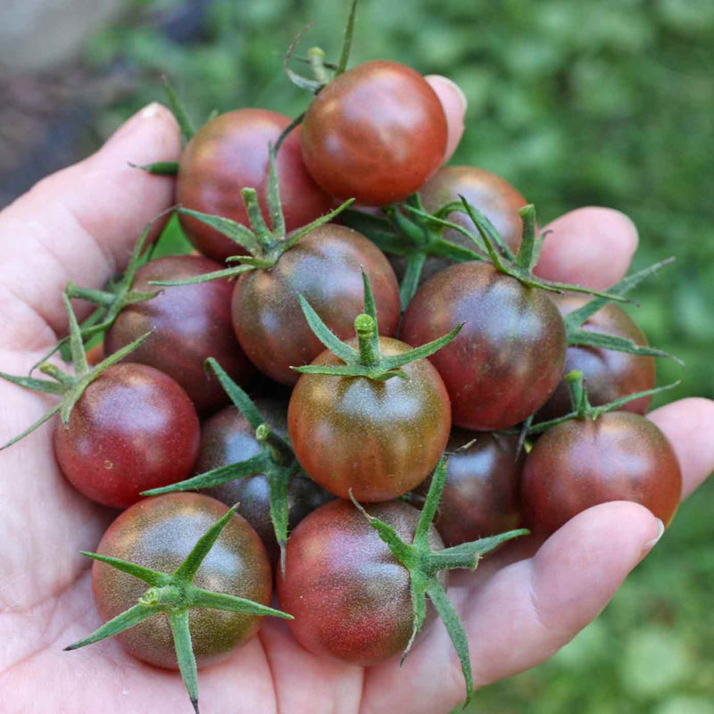 Brown Flesh Tomato Seeds for Planting – Heirloom Non-GMO Garden Seeds
