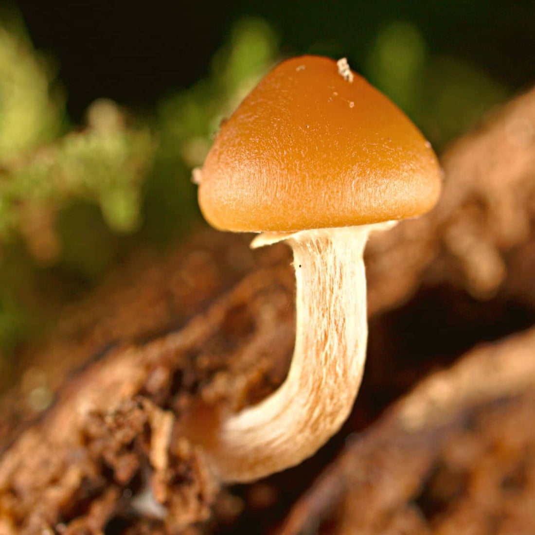 Brown Mushroom Seeds