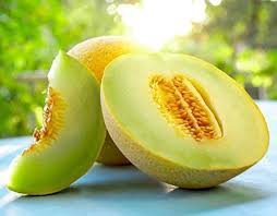 Brown Muskmelon Growing on Green Garden Vines