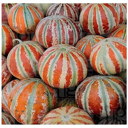 Brown Muskmelon Fruit Seeds for Planting