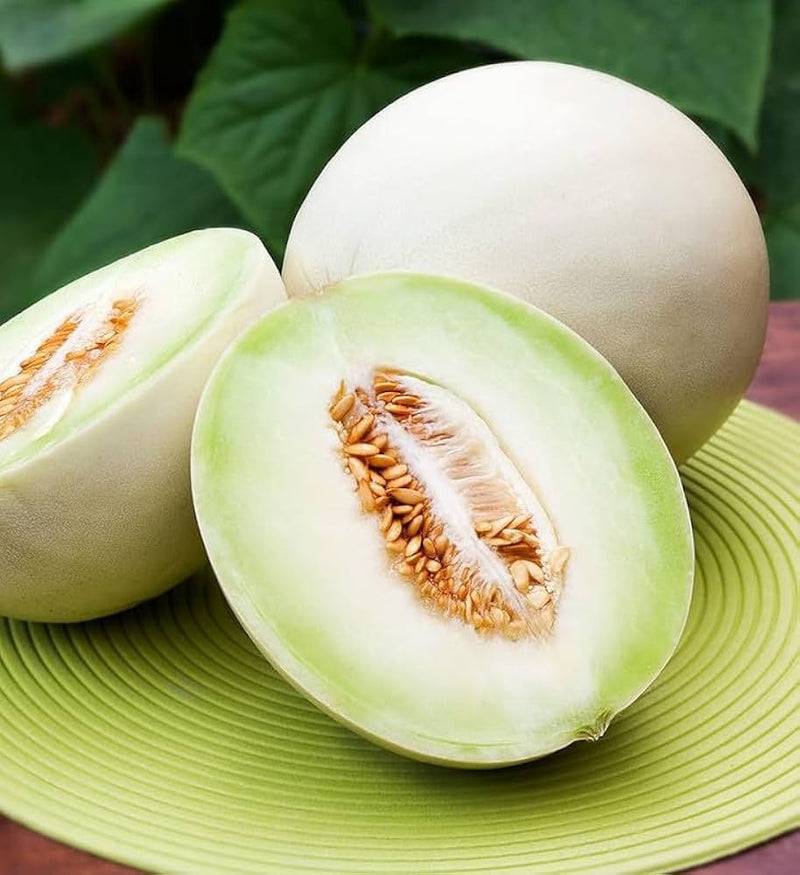 Brown Muskmelon Growing on Green Garden Vines