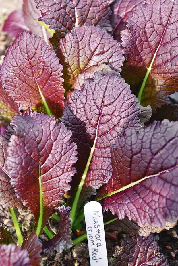 Brown Mustard Vegetable Seeds for planting with fresh green mustard leaves