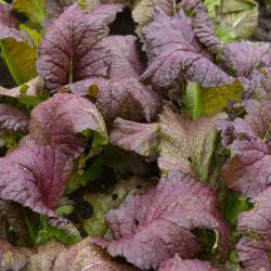 Brown Mustard Vegetable Seeds for planting with fresh green mustard leaves