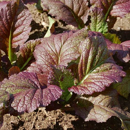 Brown Mustard Vegetable Seeds for planting with fresh green mustard leaves