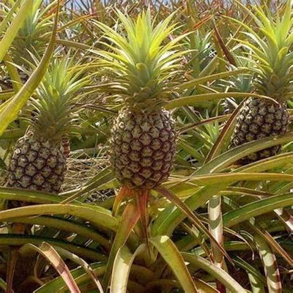 Brown Pineapple Fruit Seeds for Planting – Heirloom Non-GMO Garden Seeds