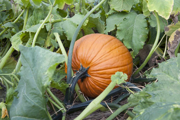 Brown Pumpkin Seeds