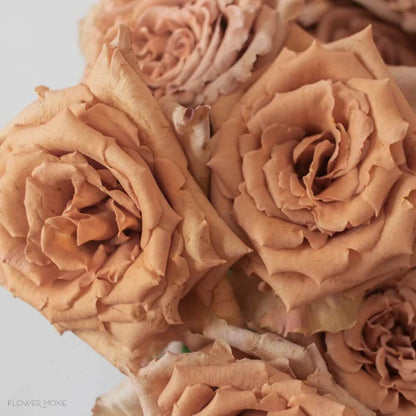 Brown Rosa plant