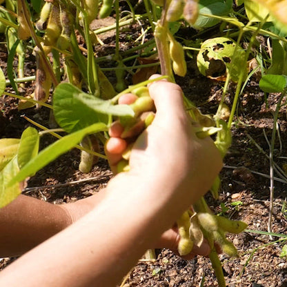 Sweet Soybean Seeds for Planting – Heirloom Non-GMO Garden Seeds
