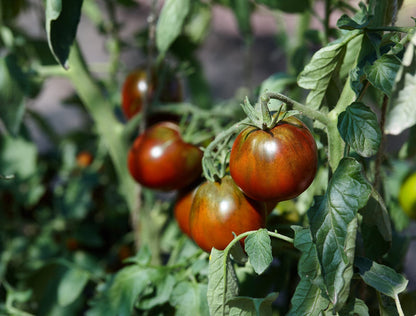Brown Tomato Seeds for Planting – Heirloom Non-GMO Garden Seeds