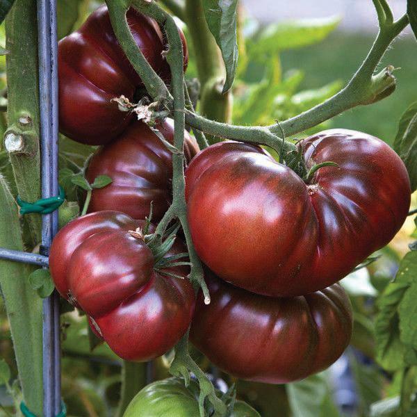 Brown Tomato Seeds