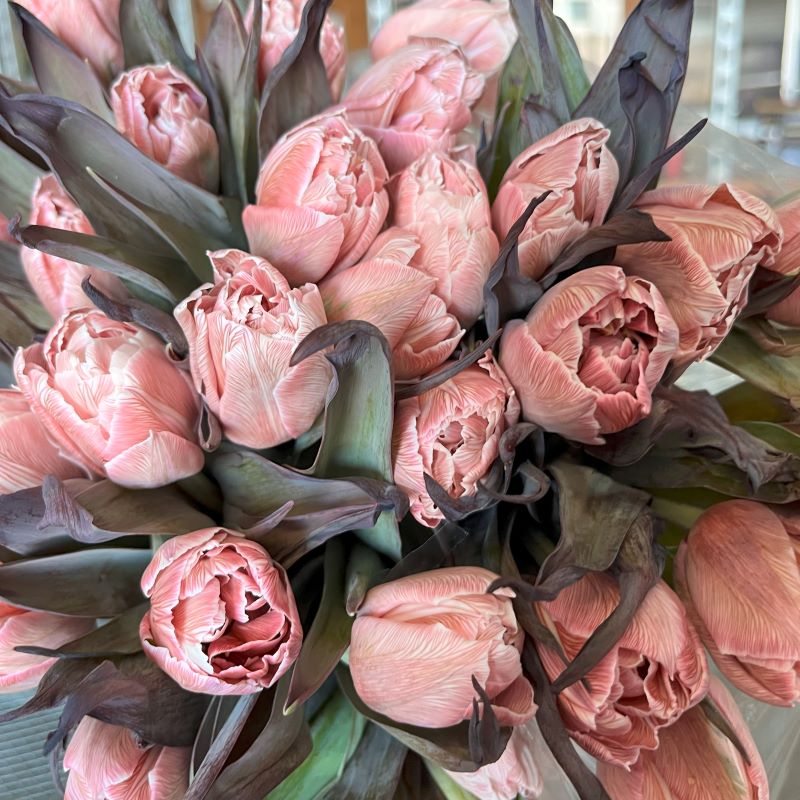 Brown Tulip flower seeds