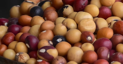 Bambara Groundnut Vegetable Seeds for Planting