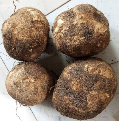 Brown Yam Bean Seeds for planting with jicama roots and vigorous green vines