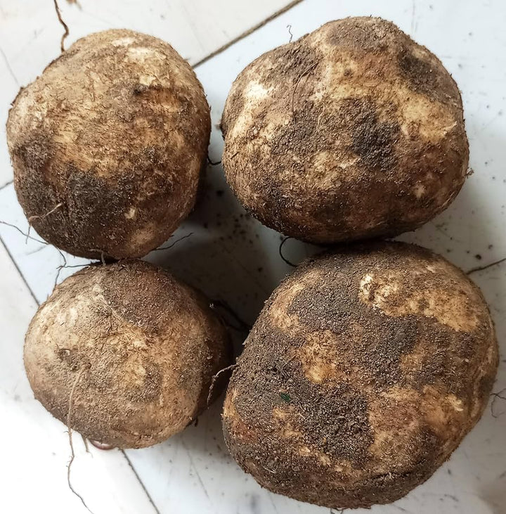 Brown Yam Bean Seeds for planting with jicama roots and vigorous green vines