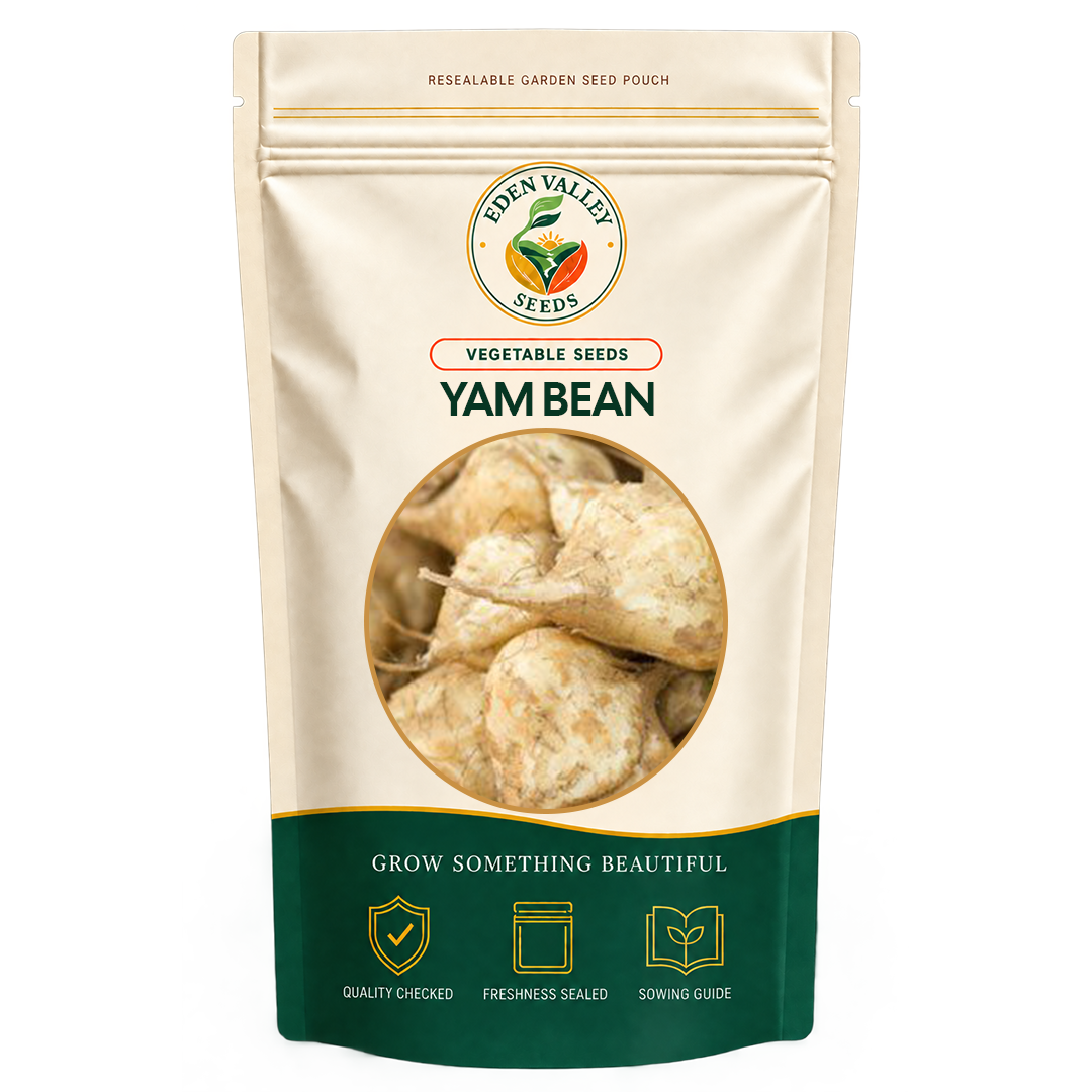 Brown Yam Bean Seeds for planting