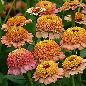 Brown Yellow flower seeds