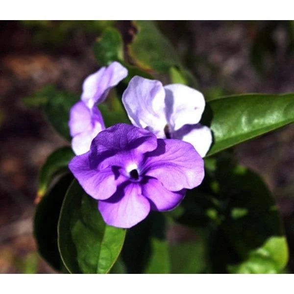 Brunfelsia flower seeds