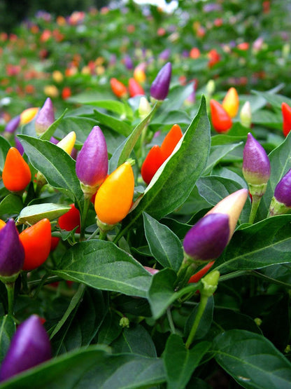 Mixed Chili Pepper Seeds for Planting – Heirloom Garden Collection