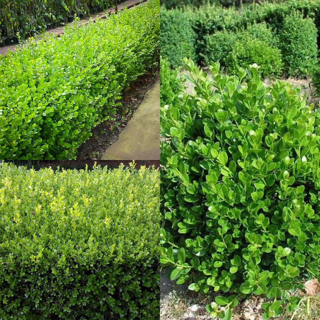 Buchsbaum Boxwood flower seeds