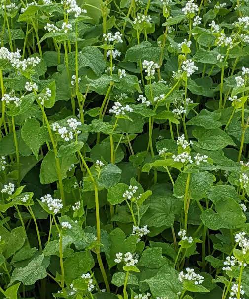 Buckwheat seeds for planting with flowering buckwheat plants in a garden