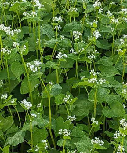 Buckwheat seeds for planting with flowering buckwheat plants in a garden