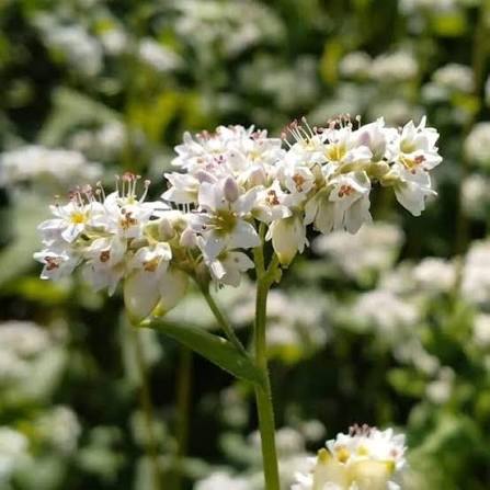 Buckwheat Flowers Attracting Pollinating Insects