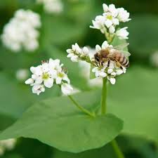 Buckwheat Flowers Attracting Pollinating Insects