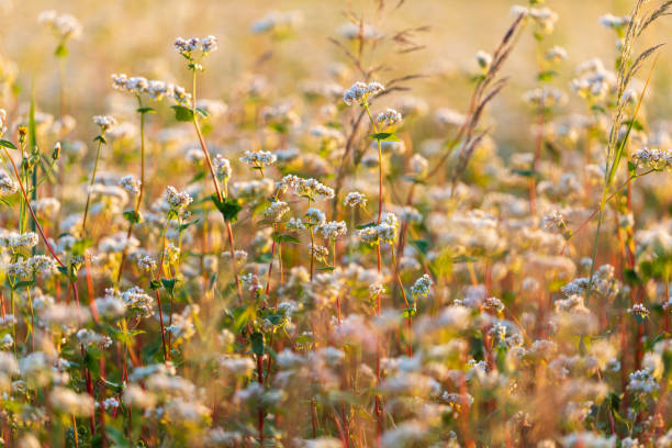 Buckwheat seeds for planting with flowering buckwheat plants in a garden