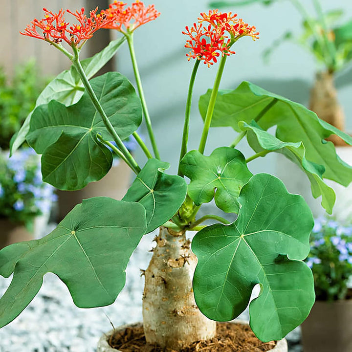 Young Buddha Tree Seedling Growing in Container