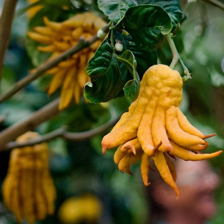 Buddha's Hand Fruit Seeds for Planting – Heirloom Non-GMO Garden Seeds