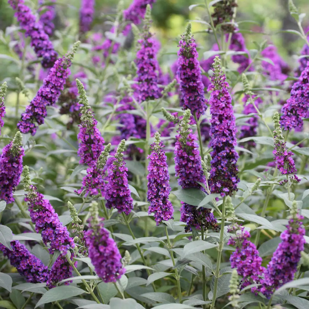 Violet Buddleia flower seeds