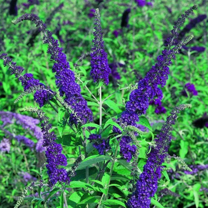 Blue Buddleia flower seeds