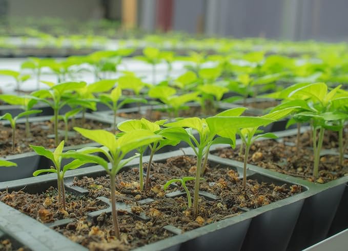 Buena Mulata Pepper Seeds for Planting – Heirloom Non-GMO Garden Seeds