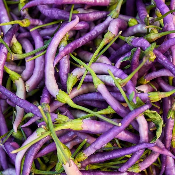 Buena Mulata Pepper Seeds